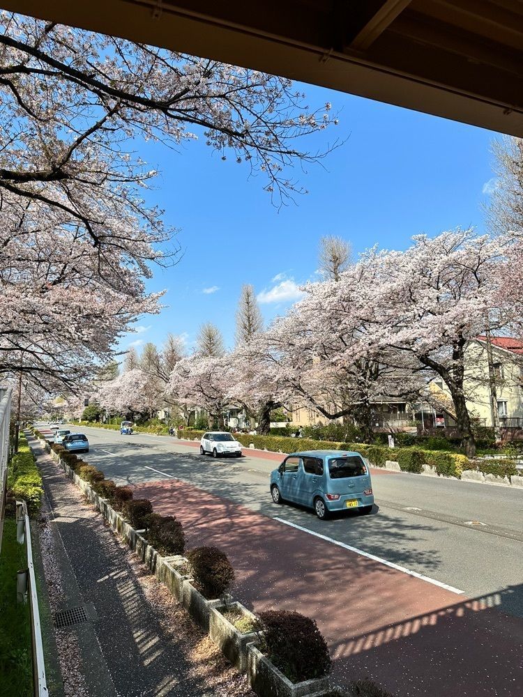 かつさんが投稿した国立市通り・さくら通りに関する口コミの画像