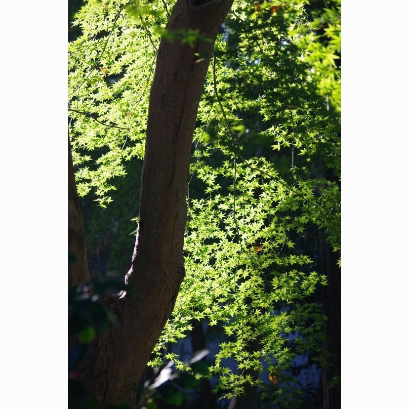 junkunさんが投稿した井の頭 汁べゑ（いのかしら・しるべえ）に関する口コミの画像