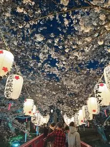 渋田川河畔芝桜