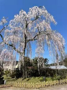 喜多家しだれ桜