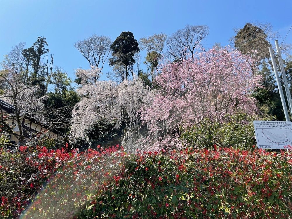 らぐ🏉🍺ビアさんが投稿した喜多家しだれ桜に関する口コミの画像