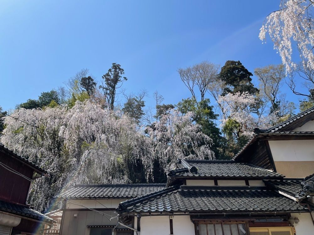らぐ🏉🍺ビアさんが投稿した喜多家しだれ桜に関する口コミの画像