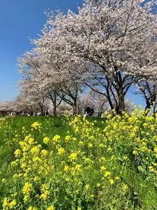 福岡堰