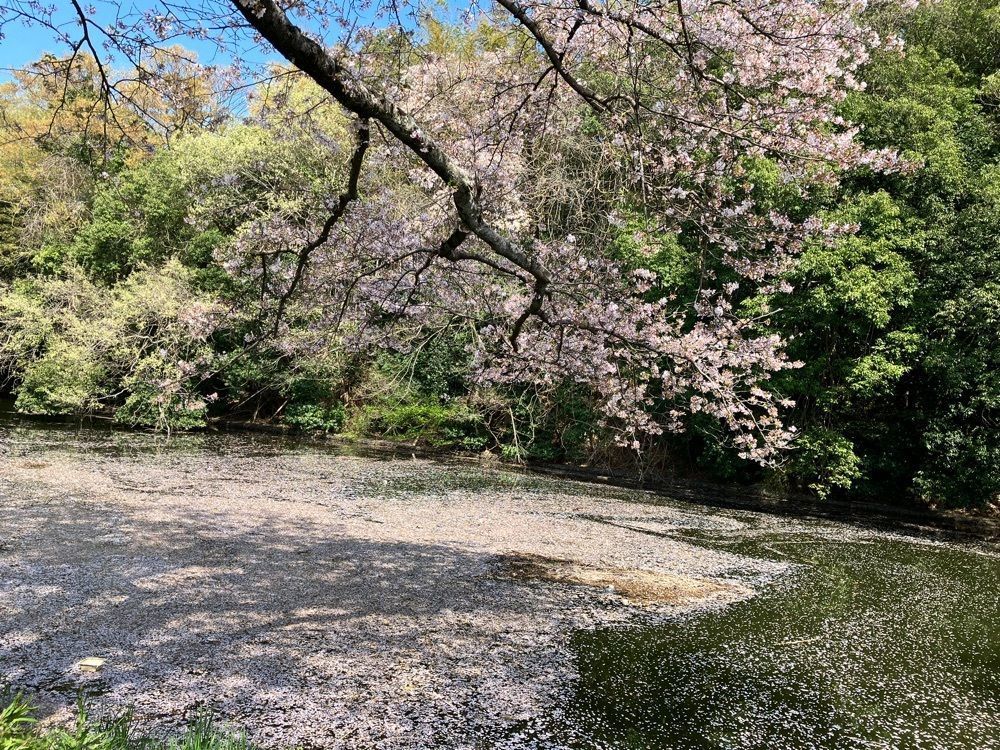 旅人さんが投稿した福岡堰に関する口コミの画像