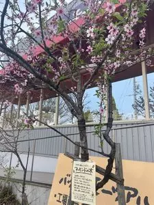 バッケンモーツアルト 廿日市店（BACKEN MOZART）