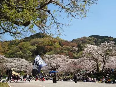 桜淵公園の桜