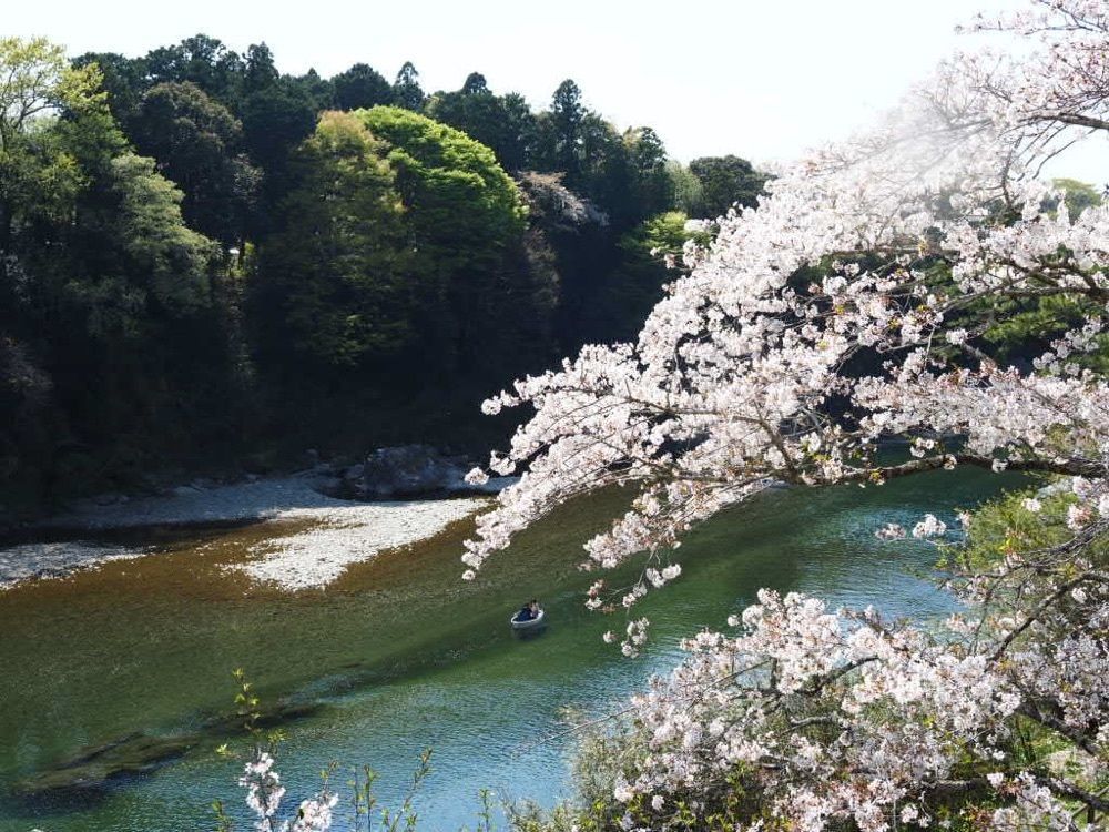 Howl Monさんが投稿した桜淵公園の桜に関する口コミの画像