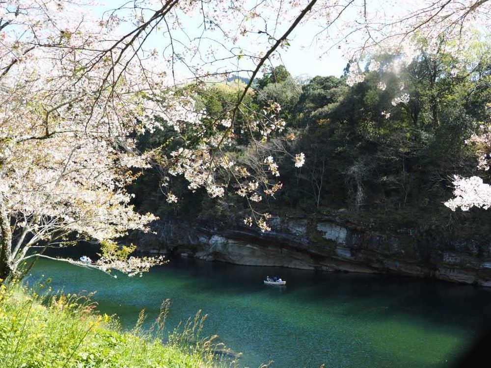 Howl Monさんが投稿した桜淵公園の桜に関する口コミの画像