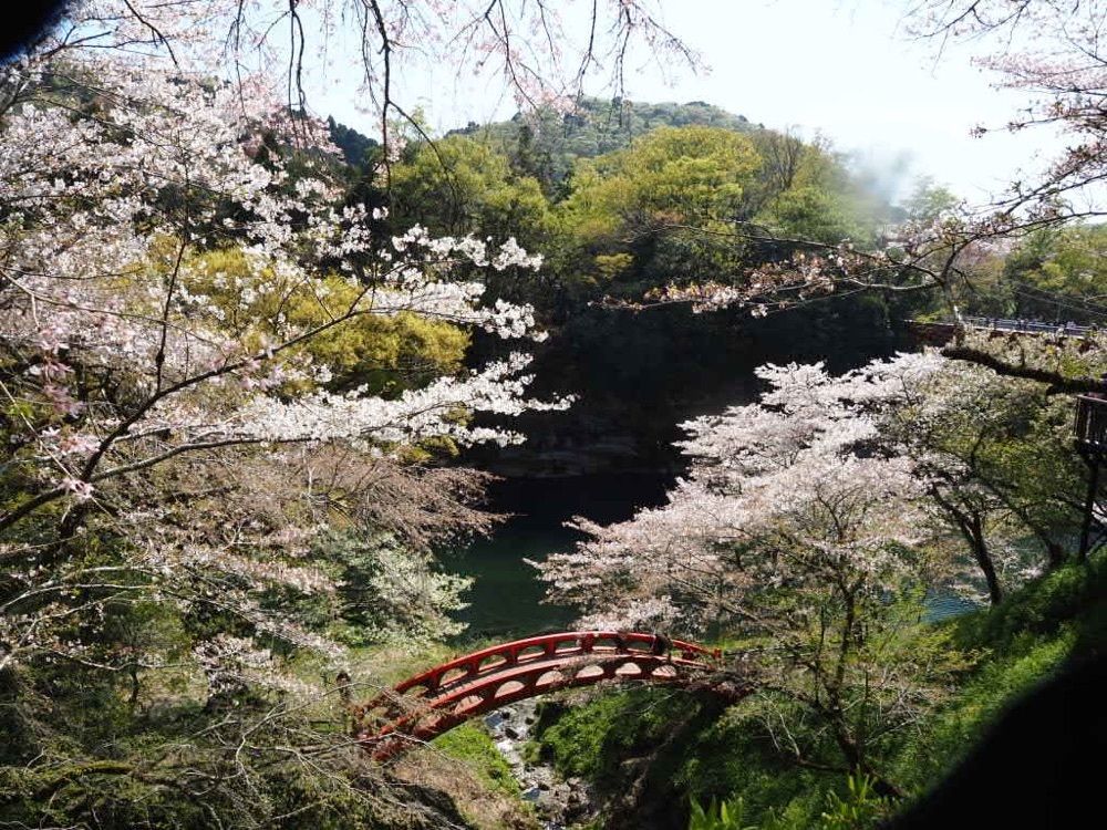 Howl Monさんが投稿した桜淵公園の桜に関する口コミの画像