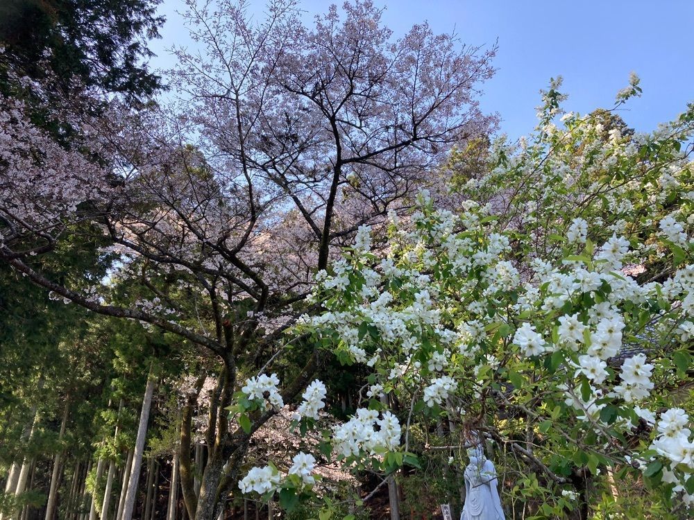 Howl Monさんが投稿した満光寺に関する口コミの画像