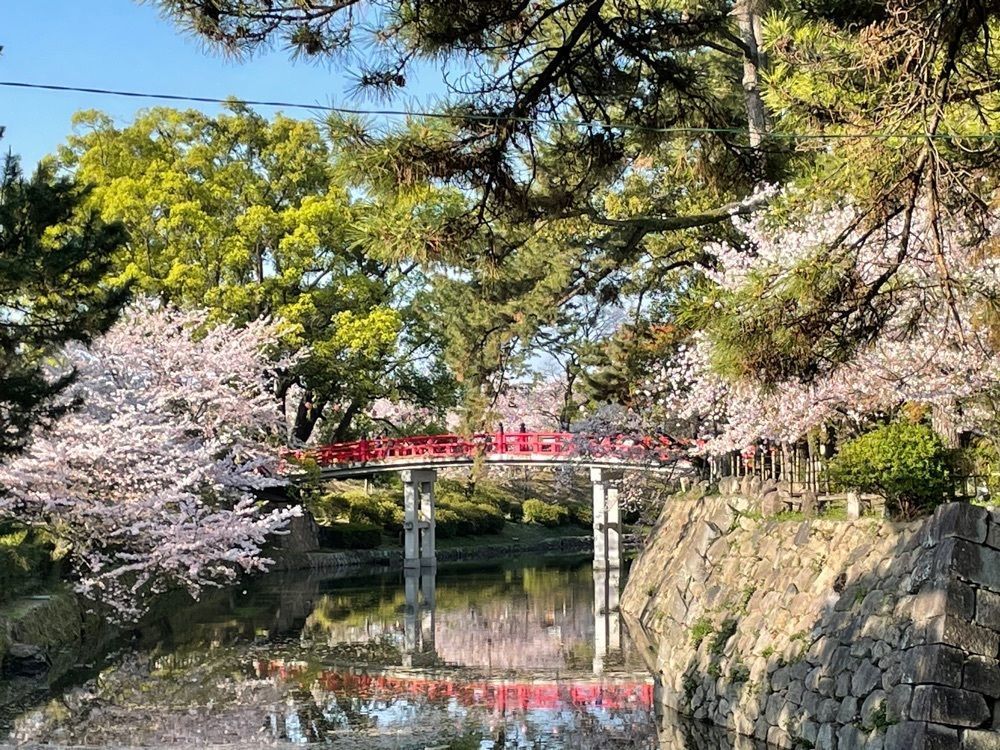 Make35さんが投稿した岡崎公園の桜に関する口コミの画像