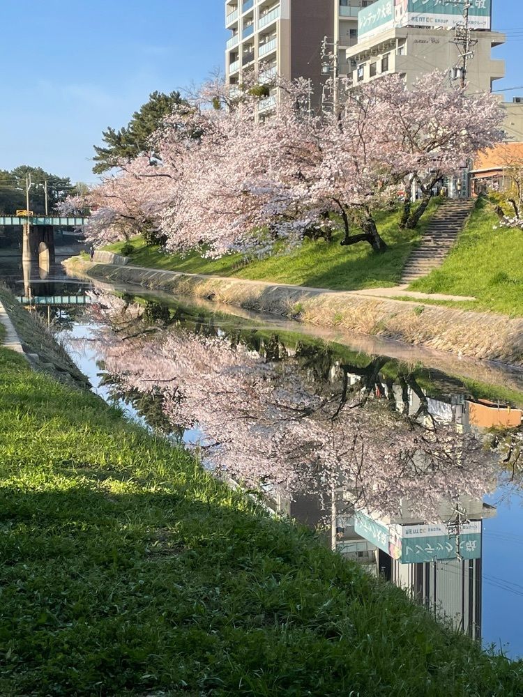 Make35さんが投稿した岡崎公園の桜に関する口コミの画像