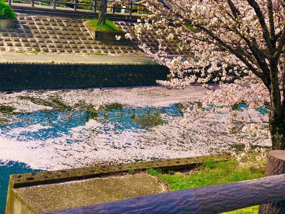 toraking777さんが投稿した大中公園に関する口コミの画像