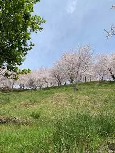 日笠山の桜