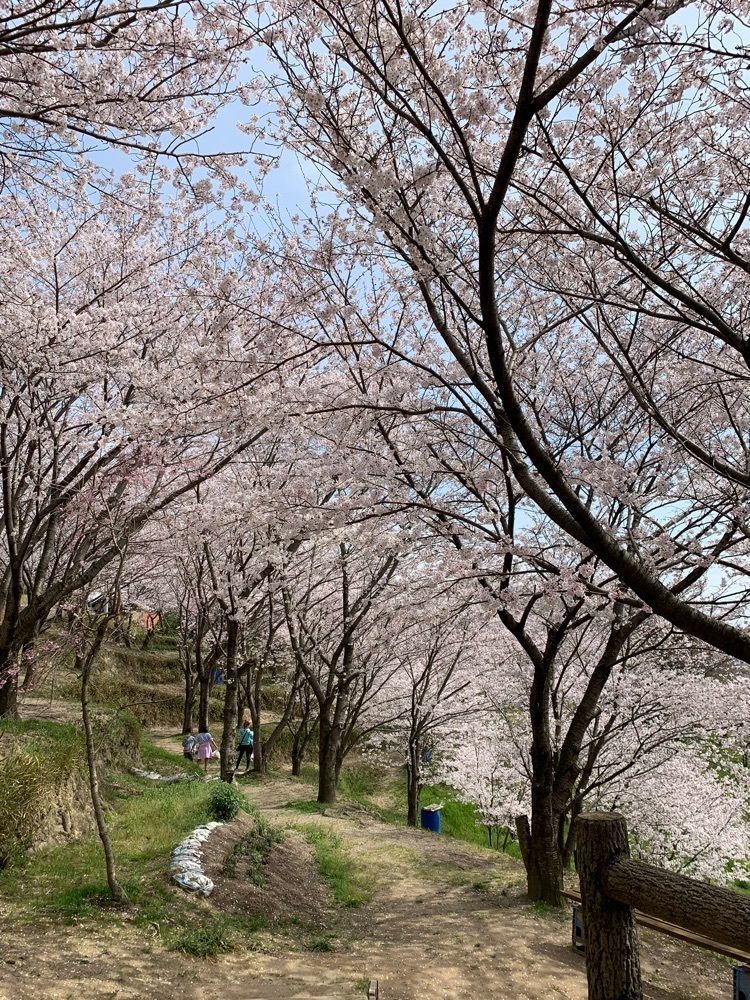 影の戦闘隊さんが投稿した日笠山の桜に関する口コミの画像