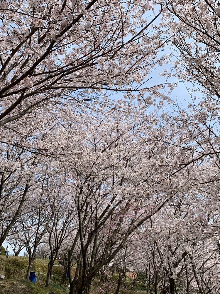 影の戦闘隊さんが投稿した日笠山の桜に関する口コミの画像