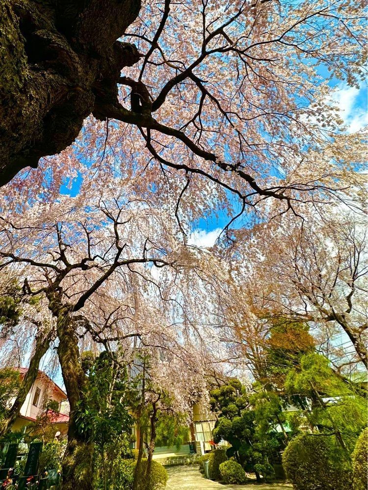かめ_メグミさんが投稿した荒町商店中華そば ふじやまに関する口コミの画像
