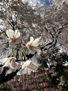 荒町商店中華そば ふじやま 3枚目