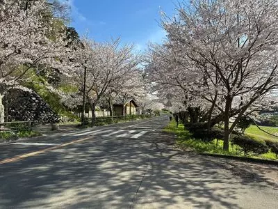 狩野川さくら公園