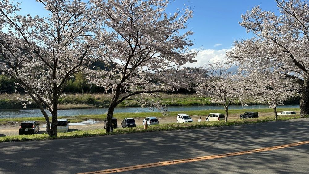 yoko☆さんが投稿した狩野川さくら公園に関する口コミの画像