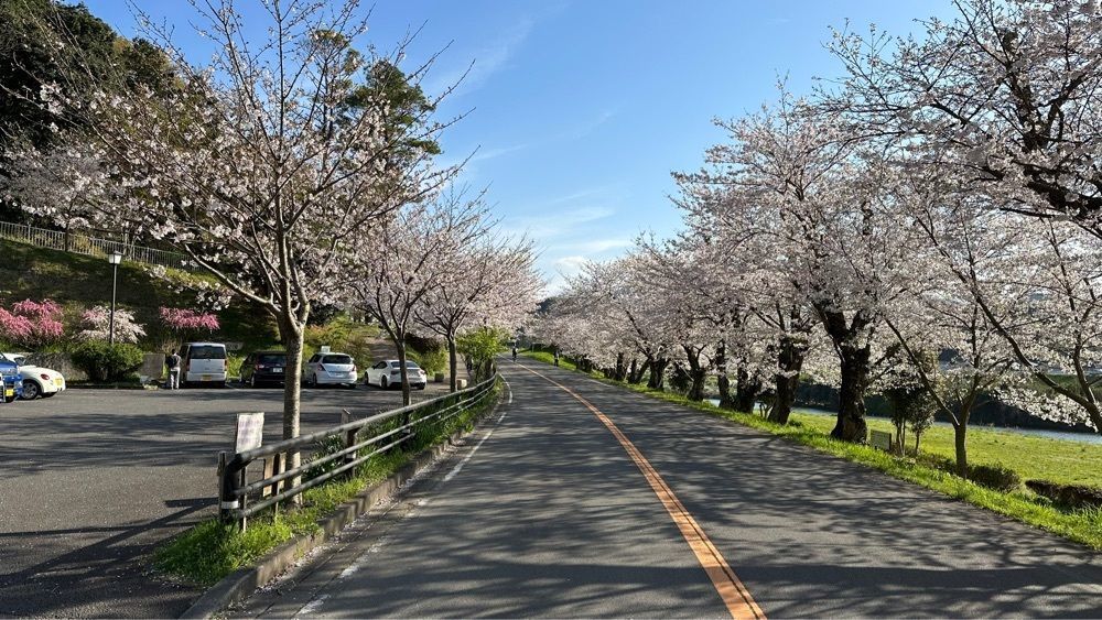 yoko☆さんが投稿した狩野川さくら公園に関する口コミの画像