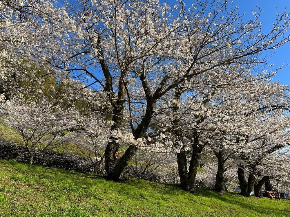yoko☆さんが投稿した狩野川さくら公園に関する口コミの画像