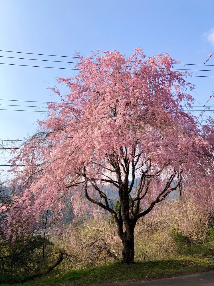 からっ風②さんが投稿した二楽に関する口コミの画像