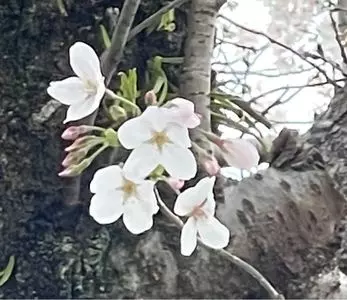 あさはた緑地