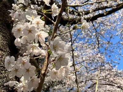 榴岡公園
