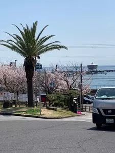 須磨浦公園の桜
