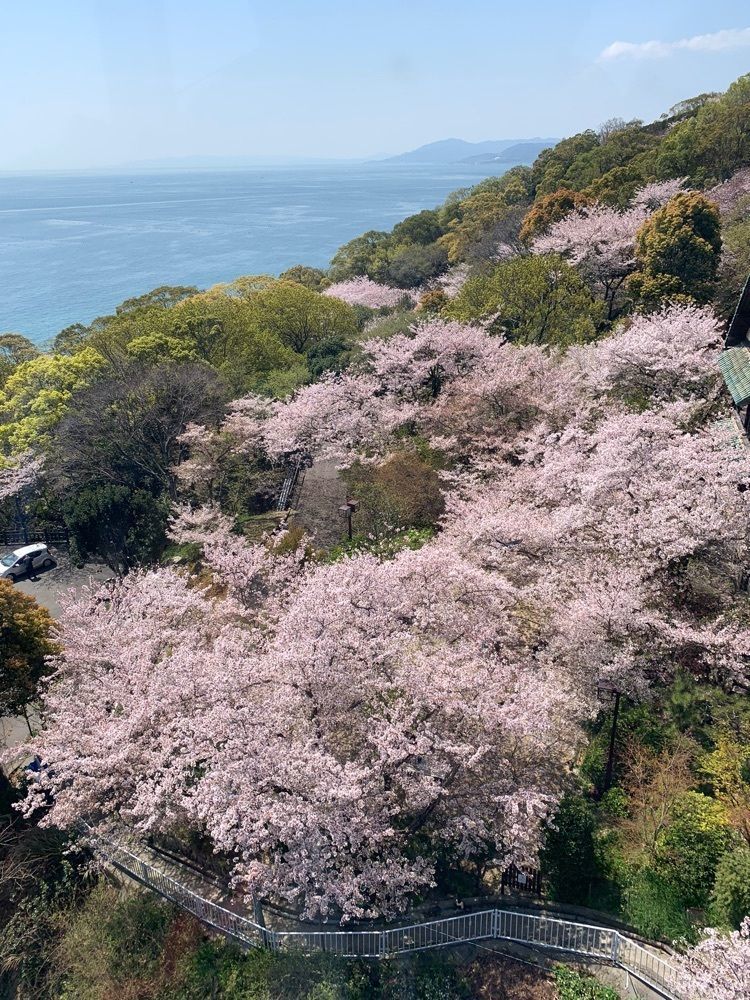 影の戦闘隊さんが投稿した須磨浦公園の桜に関する口コミの画像