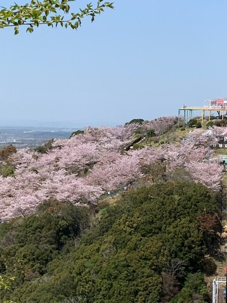 影の戦闘隊さんが投稿した須磨浦公園の桜に関する口コミの画像