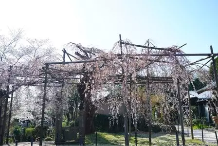 千手院