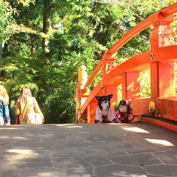 #箱根神社 #箱根 #hakone