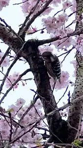 新河岸川