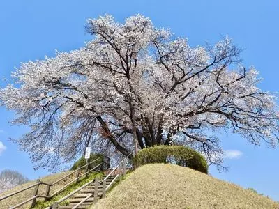 つがの里シンボル山桜