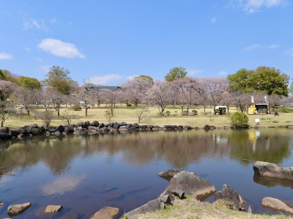 calm_gift_1030さんが投稿したつがの里シンボル山桜に関する口コミの画像