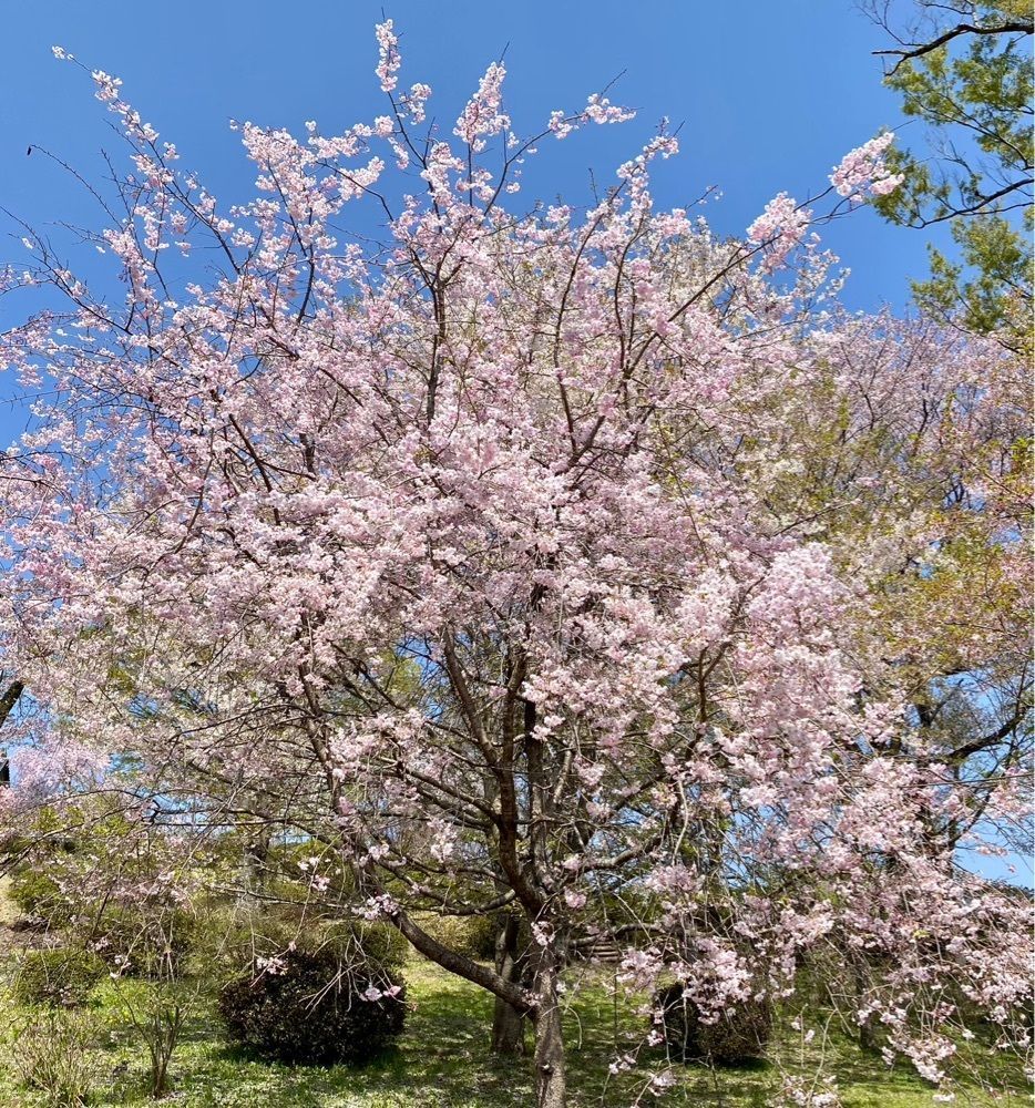 calm_gift_1030さんが投稿したつがの里シンボル山桜に関する口コミの画像
