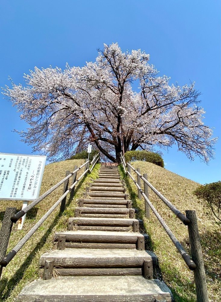 calm_gift_1030さんが投稿したつがの里シンボル山桜に関する口コミの画像