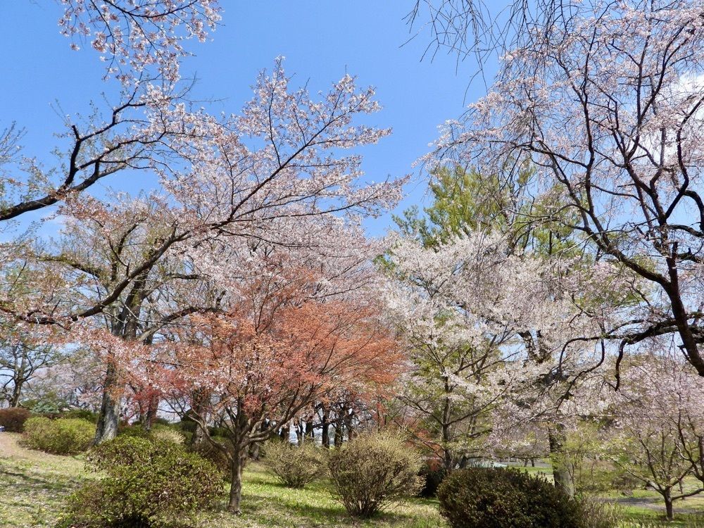 calm_gift_1030さんが投稿したつがの里シンボル山桜に関する口コミの画像