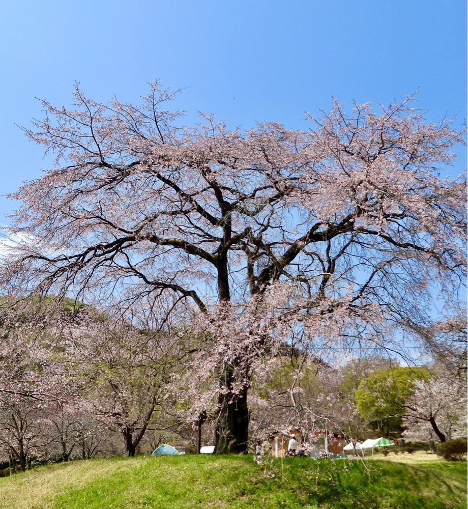calm_gift_1030さんが投稿したつがの里シンボル山桜に関する口コミの画像