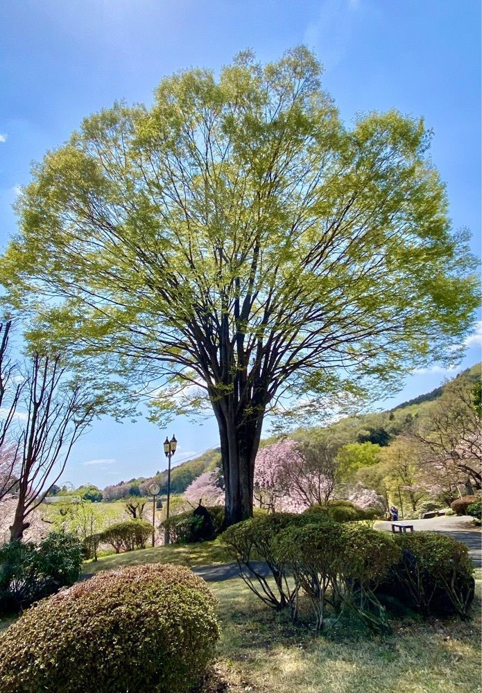 calm_gift_1030さんが投稿したつがの里シンボル山桜に関する口コミの画像