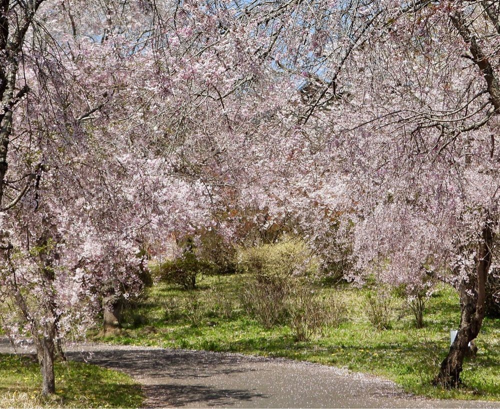calm_gift_1030さんが投稿したつがの里シンボル山桜に関する口コミの画像