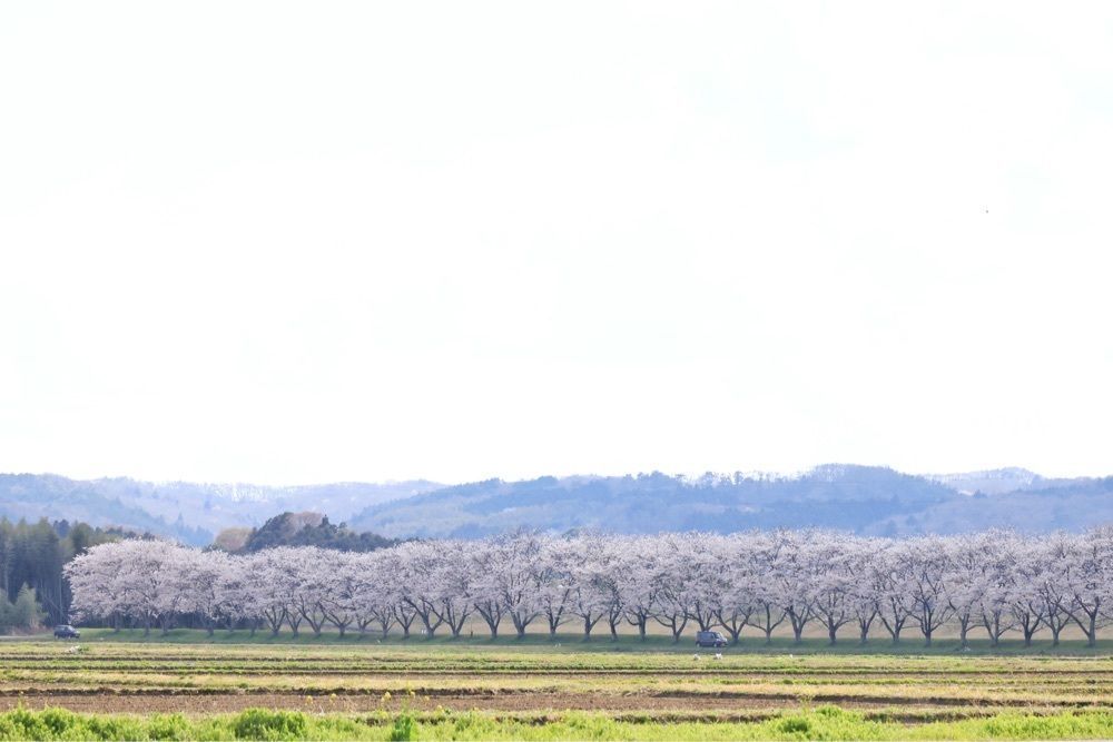 まさまさ　さまさんが投稿した那珂川町に関する口コミの画像