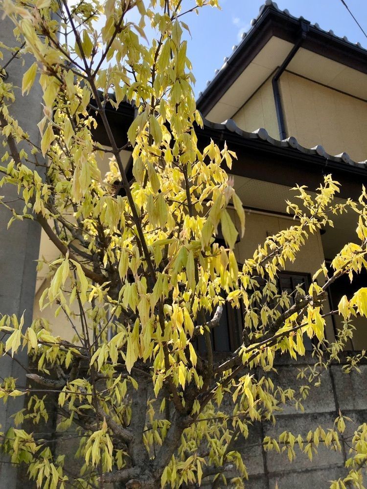 からっ風②さんが投稿したてっぱんに関する口コミの画像