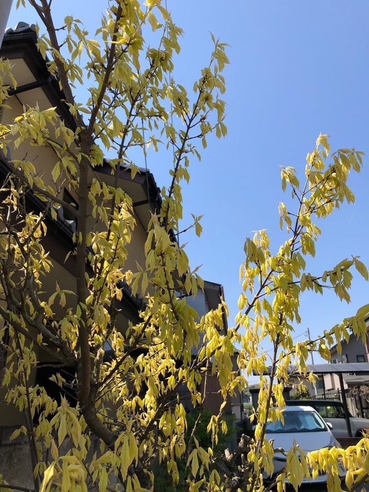 からっ風②さんが投稿したてっぱんに関する口コミの画像