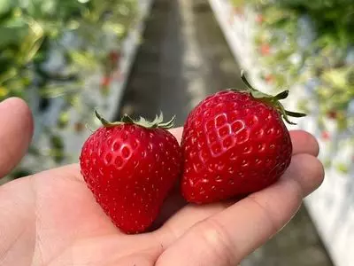 佐藤果実工房