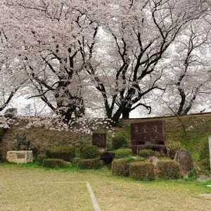 黄金堤
