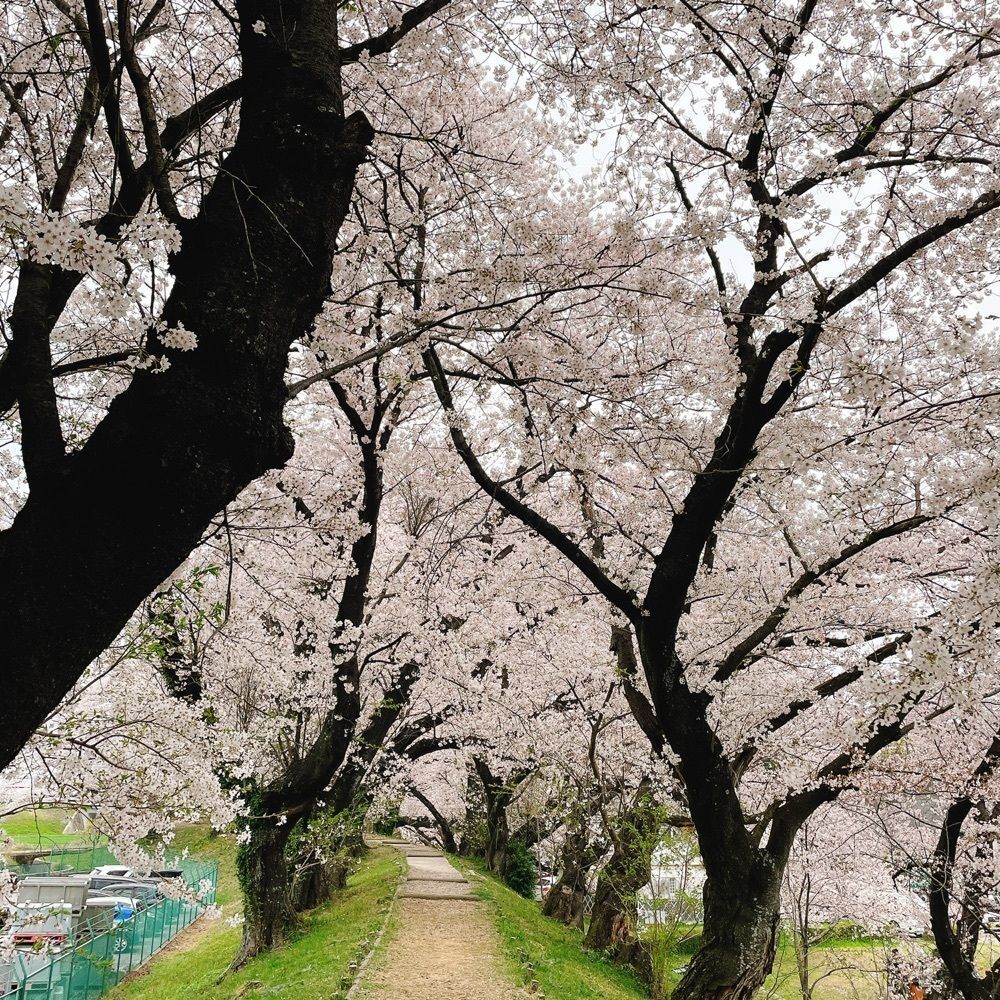 Danjouさんが投稿した黄金堤に関する口コミの画像