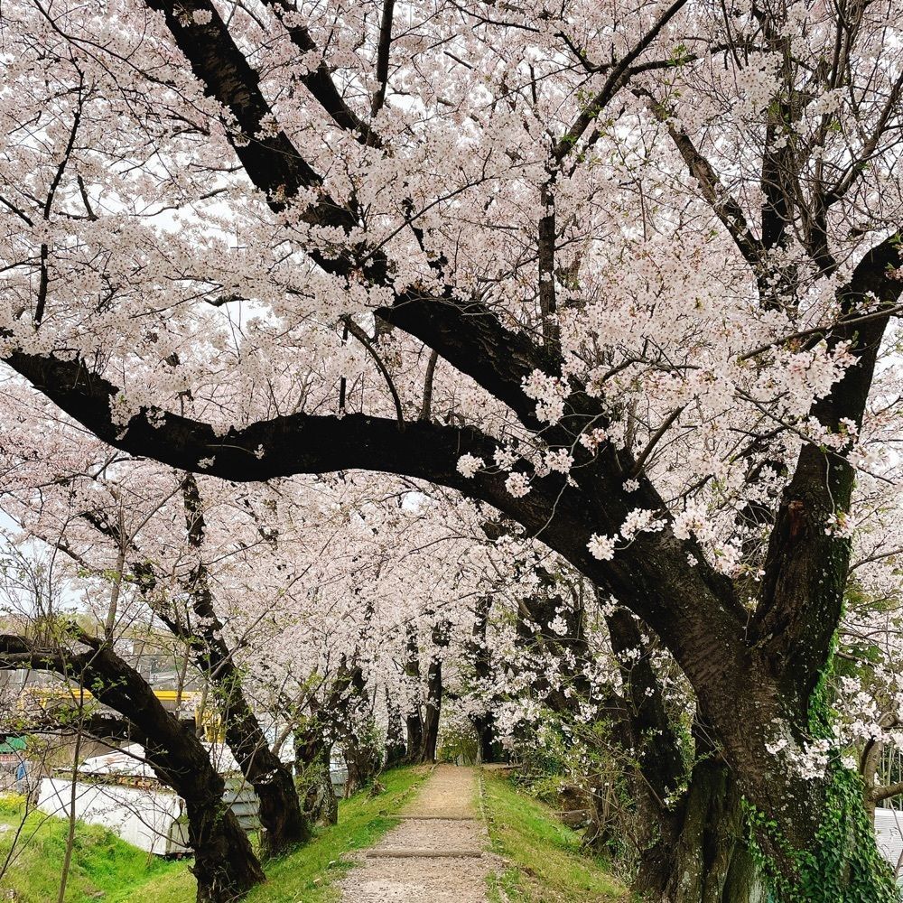 Danjouさんが投稿した黄金堤に関する口コミの画像